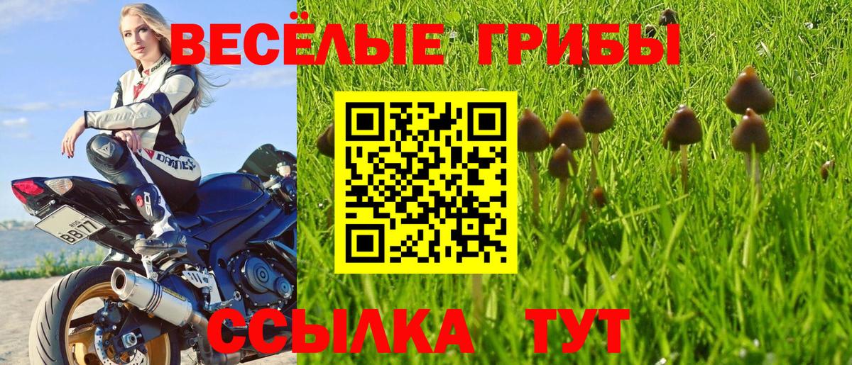 Псилоцибиновые грибы Psilocybe  Вход с VPN  Бердск  Галлюциногенные грибы Cubensis 