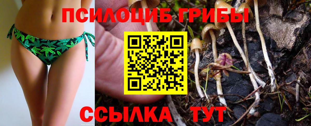 Галлюциногенные грибы Psilocybe Бердск